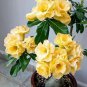Adenium White Yellow Bonsai Tree Flower 2 PCS Seeds