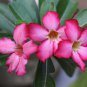 Adenium 'Tearose' Pink White Spot Stripe Bonsai Flowers 2 PCS Seeds