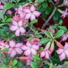 Adenium big blooms colorful desert rose a must for home garden 1 PCS Seeds