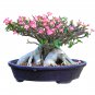 Adenium big blooms colorful desert rose a must for home garden 1 PCS Seeds
