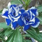 Adenium Sky Blue Petal Flower 2 PCS Seeds Adenium Sky Blue Petal Flower 2 PCS Seeds