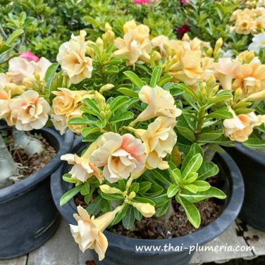 Adenium Double Flowers Desert Rose Golden with Rose Red Stripes 2 PCS Seeds