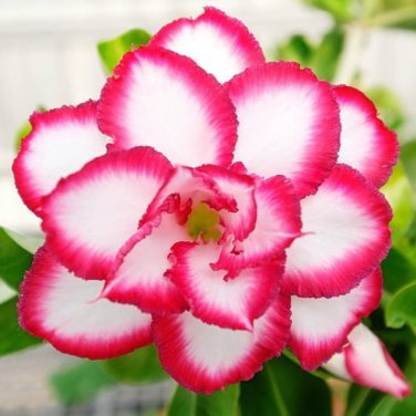 Adenium Rose Pink Petals Light Pink Edge Desert Rose Flower 2 PCS Seeds