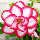 Adenium 5-in-1 Colors on the Tree Desert Rose Flowers 5 PCS Seeds Adenium 5-in-1 Colors on the Tree Desert Rose Flowers 5 PCS Seeds