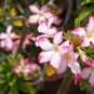 Adenium 5-in-1 Colors on the Tree Desert Rose Flowers 5 PCS Seeds