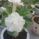 Adenium Purely White Flower 2 PCS Seeds
