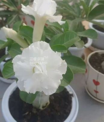 Adenium Purely White Flower 2 PCS Seeds