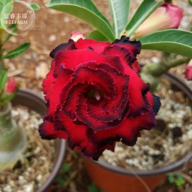 Adenium Redish Black Big Blooms Flower 2 PCS Seeds