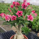 Adenium Pink Petals Red Stripe Dark Red Centre Flower 2 PCS Seeds