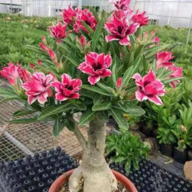 Adenium Pink Petals Red Stripe Dark Red Centre Flower 2 PCS Seeds