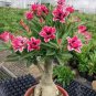 Adenium Pink Petals Red Stripe Dark Red Centre Flower 2 PCS Seeds