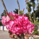 Adenium Pink Petals with Blue Stripe Flower 2 PCS Seeds