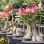 Adenium Purely Pink Desert Rose with Sweet Perfume Bonsai 2 PCS Seeds