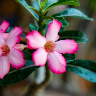 Adenium Purely Pink Double Petals Flower 2 PCS Seeds