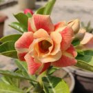 Adenium Orange Double Petals Red Edge Bonsai Flowers 2 PCS Seeds