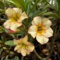 Adenium Orange Petals Red Stripe Flower 2 PCS Seeds