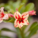 Adenium Orange Petals with Light Purple Stripes Flower 2 PCS Seeds Adenium Orange Petals with Light Purple Stripes Flower 2 PCS Seeds