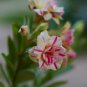 Adenium Orange Petals with Light Purple Stripes Flower 2 PCS Seeds