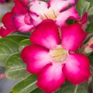 Adenium Obesum Desert Rose 4 PCS Seeds