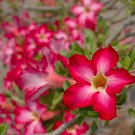 Adenium Obesum Desert Roses Fresh Red Big Double Flowers 100 PCS Seeds Adenium Obesum Desert Roses Fresh Red Big Double Flowers 100 PCS Seeds