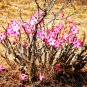 Adenium Obesum semillas Bonsai Desert Rose Flower Plant Sementes 20 PCS Seeds
