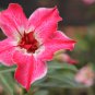 Adenium Obesum Red Desert Rose Flowers 2 PCS Seeds