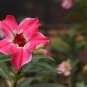 Adenium Obesum Red Desert Rose Flowers 2 PCS Seeds