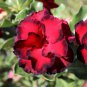 Adenium Obesum RUCKNIRUN Desert Rose Flowers 2 PCS Seeds