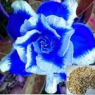 Adenium obesum Blue with White Stripes 3 PCS Seeds Adenium obesum Blue with White Stripes 3 PCS Seeds