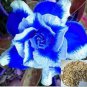 Adenium obesum Blue with White Stripes 3 PCS Seeds