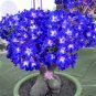 Adenium obesum Blue with White Stripes 3 PCS Seeds