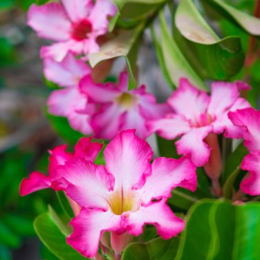 Adenium Obesum Bulk Desert Rose Bonsai Tree Flower 100 PCS Seeds