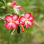 Adenium Obesum Bulk Desert Rose Bonsai Tree Flower 100 PCS Seeds