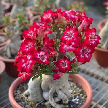 Adenium Mix 36 Types Bonsai Desert Rose 100 PCS Seeds