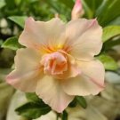 Adenium Mixed Yellow White Petals with red stripe Flower 2 PCS Seeds Adenium Mixed Yellow White Petals with red stripe Flower 2 PCS Seeds