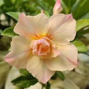 Adenium Mixed Yellow White Petals with red stripe Flower 2 PCS Seeds