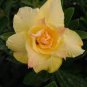Adenium Mixed Yellow White Petals with red stripe Flower 2 PCS Seeds