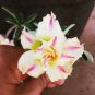 Adenium Mixed Yellow White Petals with red stripe Flower 2 PCS Seeds