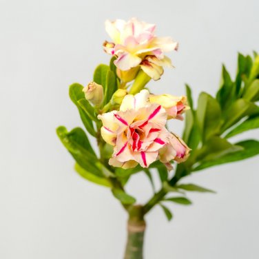 Adenium Light Yellow-to Dark Red Single Petals Bonsai Flower 2 PCS Seeds