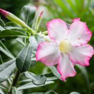 Adenium Mixed White Colorful Red Flower 2 PCS Seeds