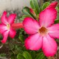 Adenium Mixed White Colorful Red Flower 2 PCS Seeds