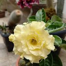 Adenium Light Yellow 2 PCS Seeds Adenium Light Yellow 2 PCS Seeds