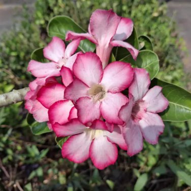 Adenium Light Whitish Pink Petals Light Pink edge Flower 2 PCS Seeds
