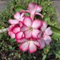 Adenium Light Whitish Pink Petals Light Pink edge Flower 2 PCS Seeds
