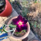 Adenium Light Purple Petals with Dark Purple Stripe Flower 2 PCS Seeds Adenium Light Purple Petals with Dark Purple Stripe Flower 2 PCS Seeds