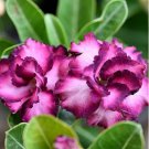 Adenium Mixed 9 Types Double Petals Flower 100 PCS Seeds