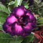 Adenium Mixed 9 Types Double Petals Flower 100 PCS Seeds