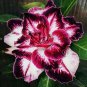 Adenium Mixed 9 Types Double Petals Flower 100 PCS Seeds