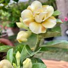 Adenium Golden Petals with Light Pink Edge Flower 2 PCS Seeds Adenium Golden Petals with Light Pink Edge Flower 2 PCS Seeds