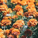 Adenium Fully Orange Petals Long Flower Tail 2 PCS Seeds